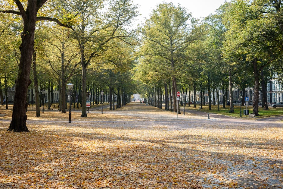An outdoor scene of a tranquil residential area featuring a calm lake or pond with clear, reflective water. Surrounding the water are grassy banks and a variety of trees, some with bare branches and others with sparse leaves, indicating a late autumn or early winter setting. In the background, there are several multi-story houses with brick and stone facades, large windows, and sloped roofs. The sky is bright and mostly clear with a few wispy clouds. The overall scene presents a clean and peaceful environment, emphasizing outdoor natural surfaces and the maintenance of the surrounding greenery. This image aligns with the cleaning and maintenance focus of Holland Park Cleaners' services, illustrating the importance of outdoor hygiene and upkeep for residential areas.