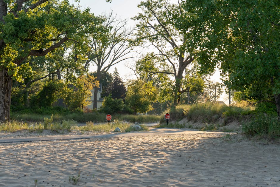 A sandy area with a dirt pathway leading between green trees with lush foliage, some branches arching overhead, and two small red stop signs visible at the pathway's entrance. The scene is bathed in natural sunlight, creating soft shadows on the sand and highlighting the vibrant greenery. The background includes a glimpse of residential houses and power lines, framed by the canopy of the trees, suggesting a quiet, suburban setting. Holland Park Cleaners offers comprehensive cleaning services that include surface cleaning and sanitisation suitable for homes in Holland Park, ensuring a hygienic environment.